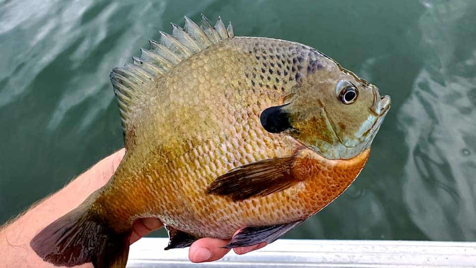 best baits for bluegill fishing