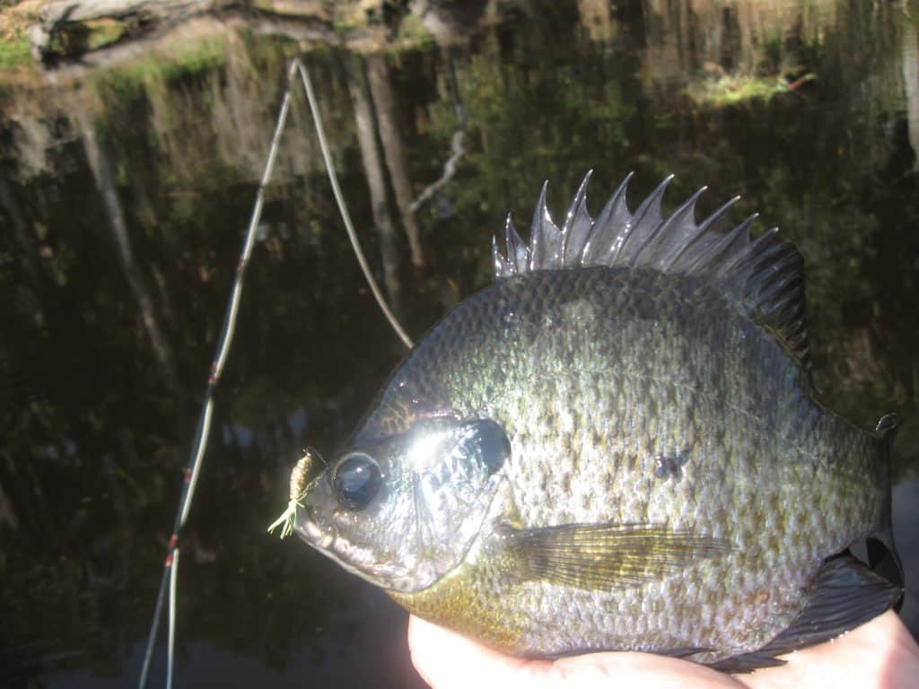 fly fishing for Florida bluegill