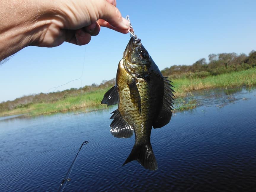 Fishing for bluegill in Inverness Florida