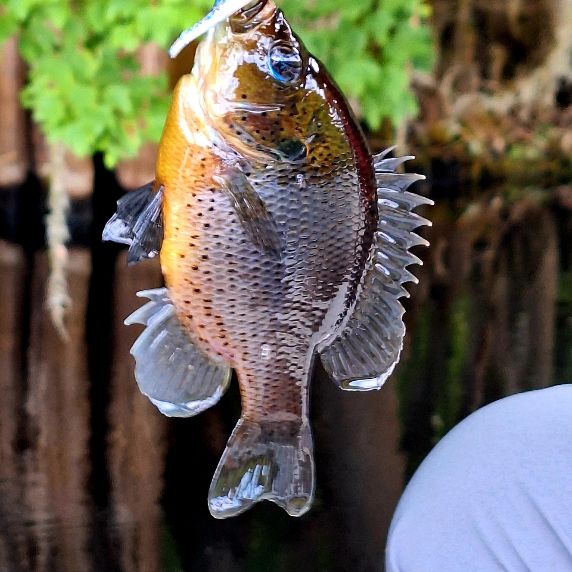 stumpknocker fishing in Florida