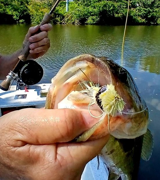 fly fishing for bass