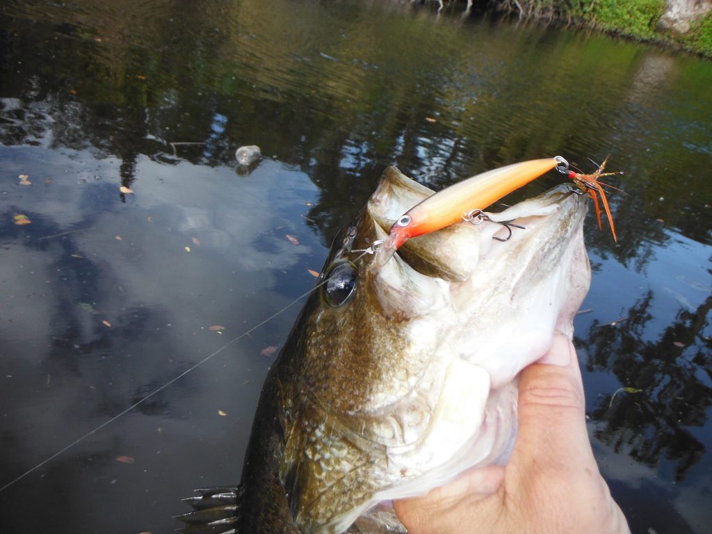 Inverness Florida largemouth bass